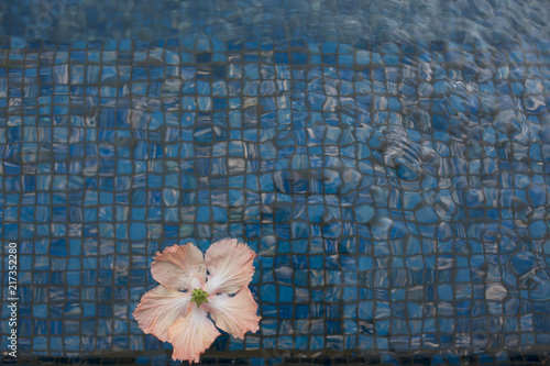 Pink hibiscus flower floating in pool photo