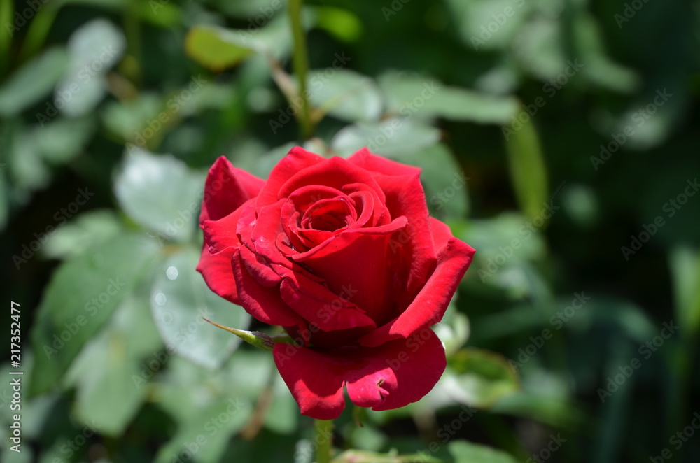 rose rose