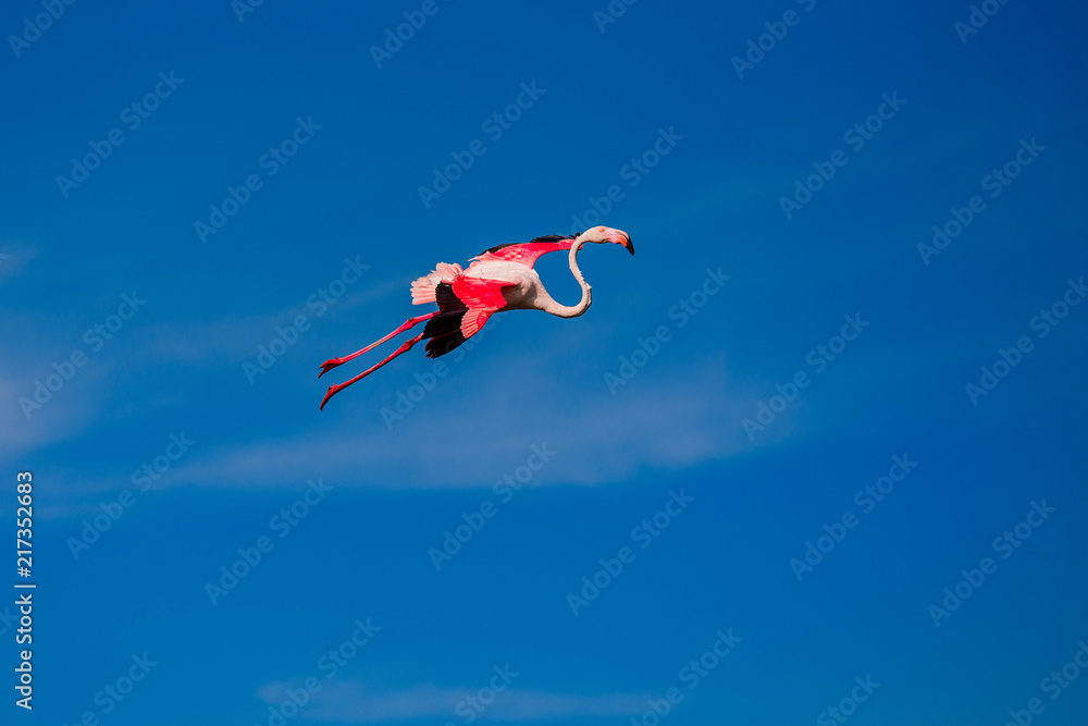 Pink flamingos fly in sunset, blue water lake. National park. Concept migration Pink flamingos fly in sunset, blue water lake. National park. Concept migration