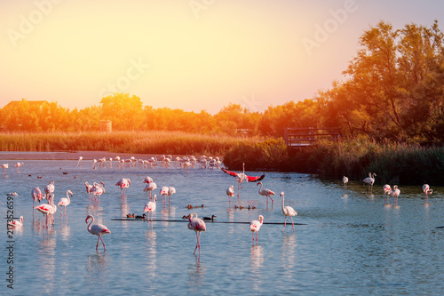 Pink flamingos in sunset blue water lake. National park. Concept migration