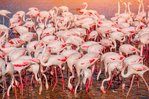 Pink flamingos in sunset blue water lake. National park. Concept migration photo
