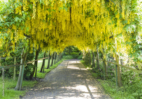 Photos Laburnum Arch