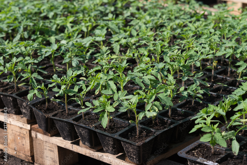 seedling of tomato in seedling tray seedling of tomato in seedling tray