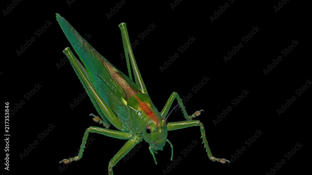Green Locust Isolated on Black Background - Green Grasshopper – Migratory Locust – Short Horned Grasshopper