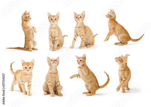 Fototapeta Naklejka Na Ścianę i Meble -  Cute Orange Tabby Kitten in Different Positions