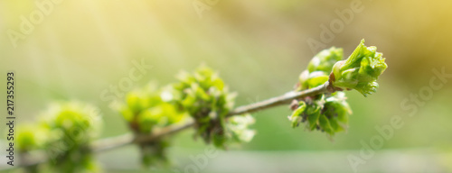 Spring background with branch and blooming young green leaves. Close up of green branch in sunlight and rays. Gentle green spring summer background banner. Selective focus