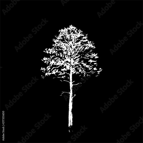 Pine tree. White line drawing Isolated on black Background. Hand drawn vector illustration. Pencil sketch.