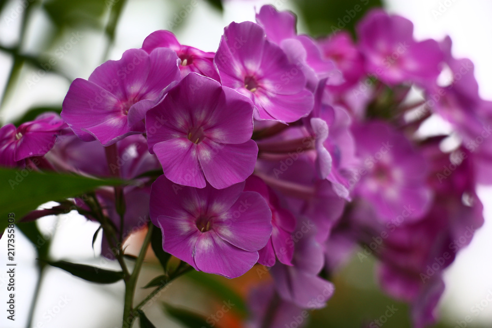Phlox on a light background./Flowers of a phlox with motley petals in white and violet tones on a light background. Phlox on a light background./Flowers of a phlox with motley petals in white and violet tones on a light background.