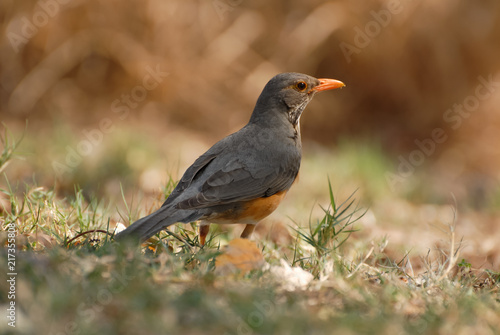Olive thrush bird on green grass searching for food, South Africa
