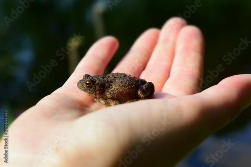 Little toad (Latin Bufonidae) in his hand, free space for text, on the background of the river.