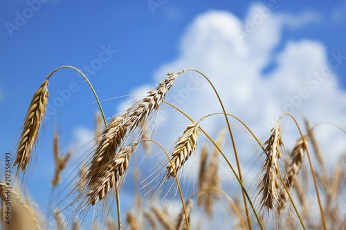 Wheat, a genus of herbaceous, mostly annual, plants of the family of cereals, or Majestic, the leading crop of cereals in many countries. against a blue sky with white clouds, free space for text.