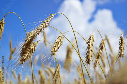 Wheat, a genus of herbaceous, mostly annual, plants of the family of cereals, or Majestic, the leading crop of cereals in many countries. against a blue sky with white clouds, free space for text.