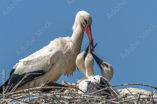 storch bei der tränke