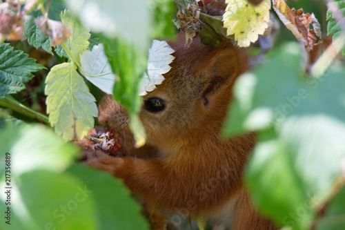 Squirrel eating raspberries photo