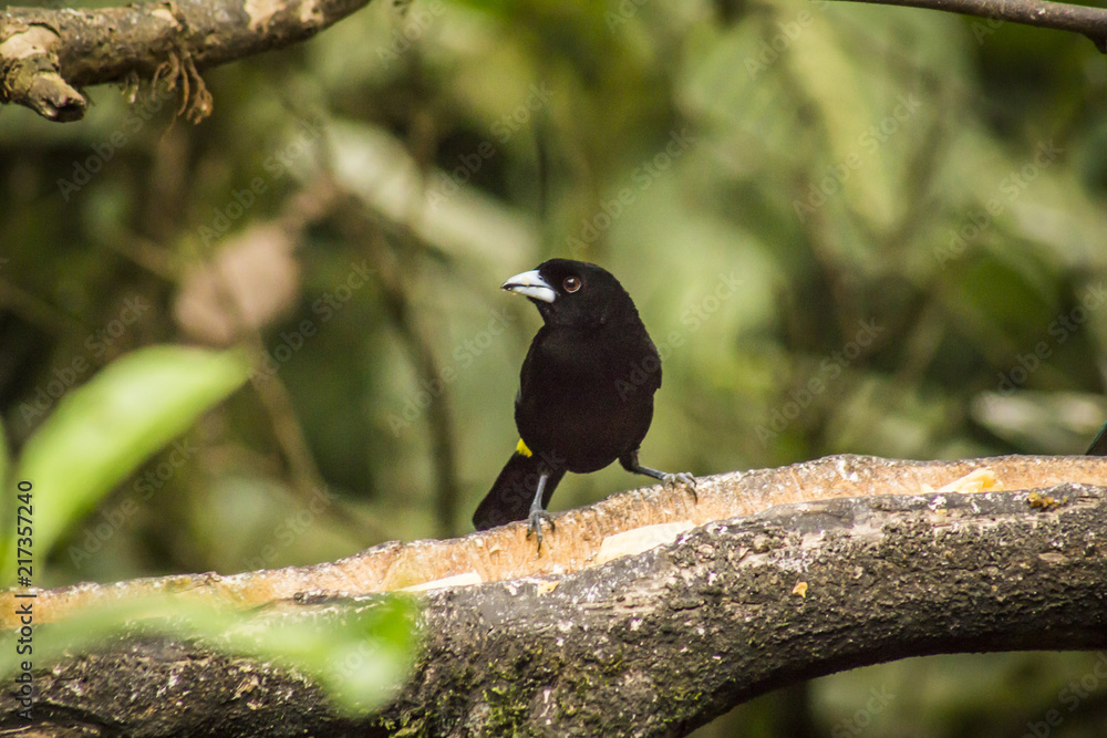 wild birds flying free in the rainforest in Mindo, Ecuador wild birds flying free in the rainforest in Mindo, Ecuador