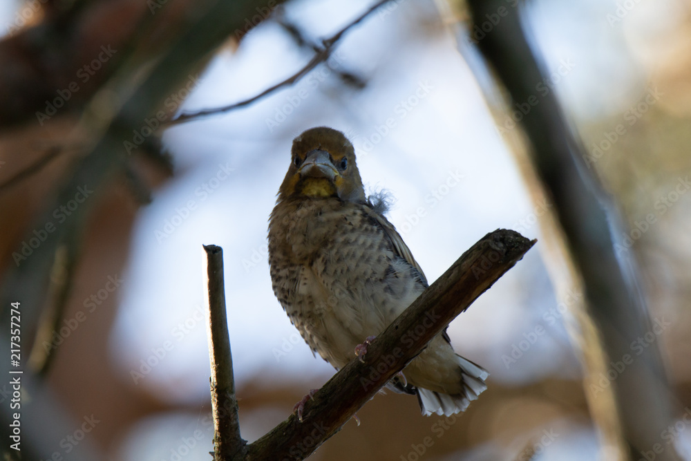 Naklejka premium Grumpy Bird