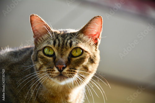 Shocked and scared cat eye - close up © sema_srinouljan