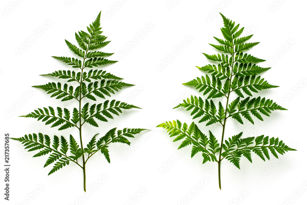 collection of green fern leaves isolated on white background