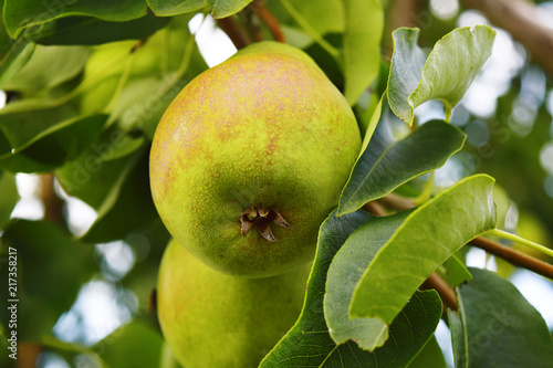 Pear (Latin Pýrus) - a kind of fruit and ornamental trees and shrubs growing on a tree, free space for text