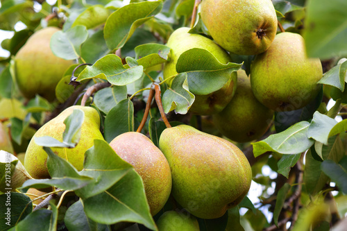 Pear (Latin Pýrus) - a kind of fruit and ornamental trees and shrubs growing on a tree, free space for text