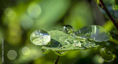 Dew drops on a green leaf close up background