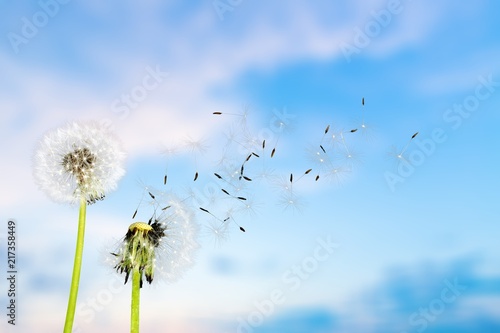 Close up of grown dandelions and dandelion