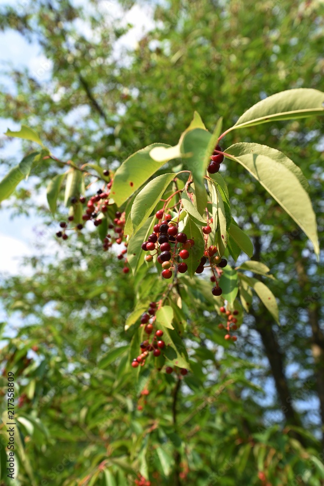 wild cherry wild cherry