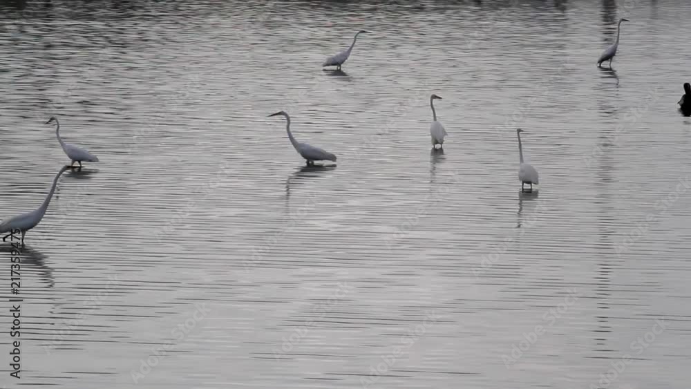 Water birds (snowy egret) in the wild marching around on a pond on the caribbean island of Antigua Water birds (snowy egret) in the wild marching around on a pond on the caribbean island of Antigua