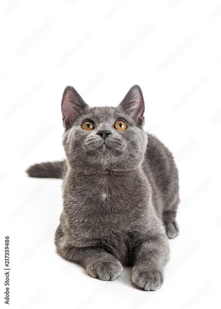 Gray Domestic Shorthair Cat Lying Looking Up Gray Domestic Shorthair Cat Lying Looking Up