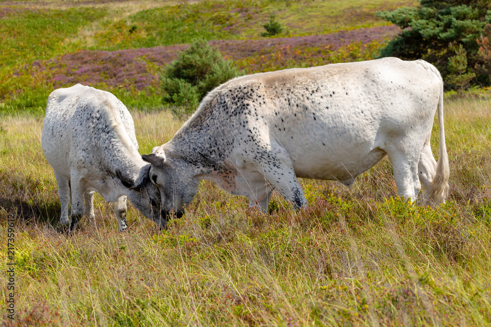 Fototapeta premium Head butting cows