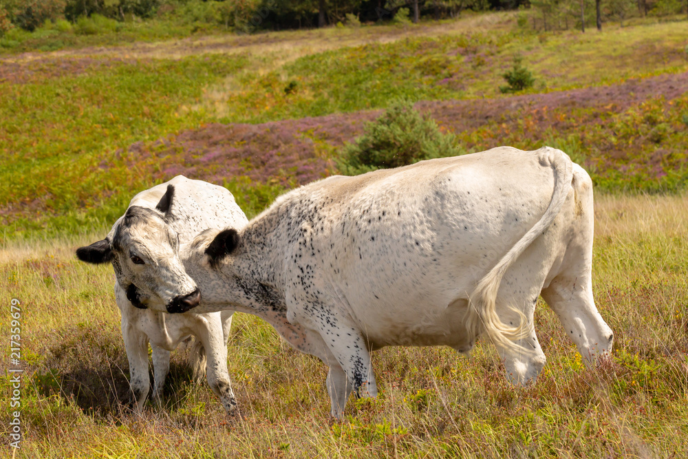 Rubbing cows