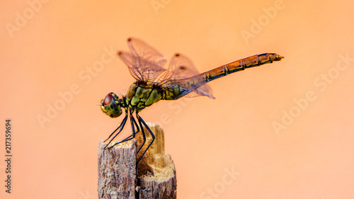 closeup of dragonfly on unicolored clean background