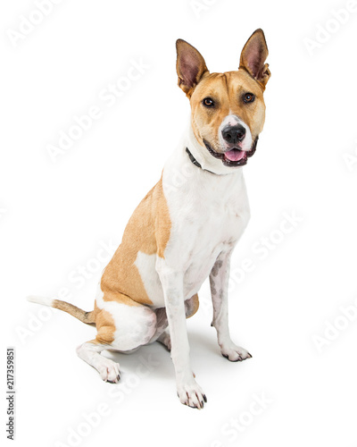 Happy Big Crossbreed Dog Sitting Smiling © adogslifephoto
