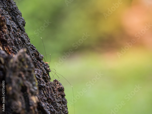 A spider climbed on a tree. © PEERA