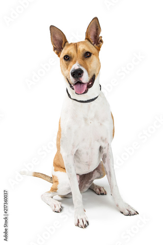 Happy Friendly Large Mixed Breed Dog © adogslifephoto