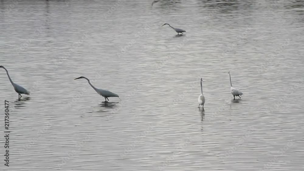 Water birds (snowy egret) in the wild marching around on a pond on the caribbean island of Antigua