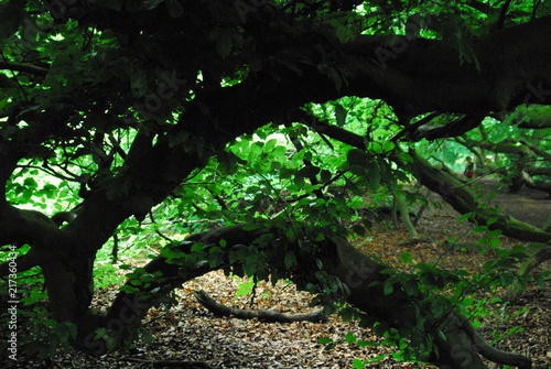 Märchenbäume - Zauberbäume - Zauberwald - Märchenwald