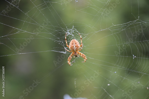 Araneus (Spider on the web) © Franziska Brueckmann