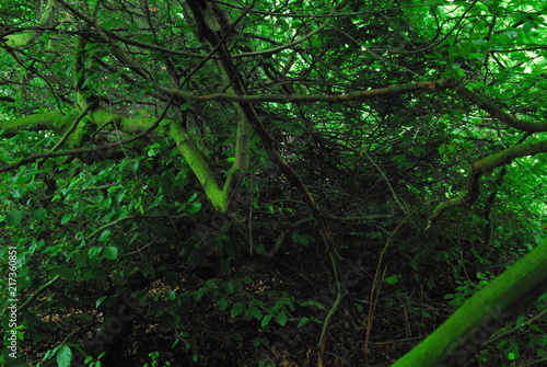 Märchenbäume - Zauberbäume - Zauberwald - Märchenwald