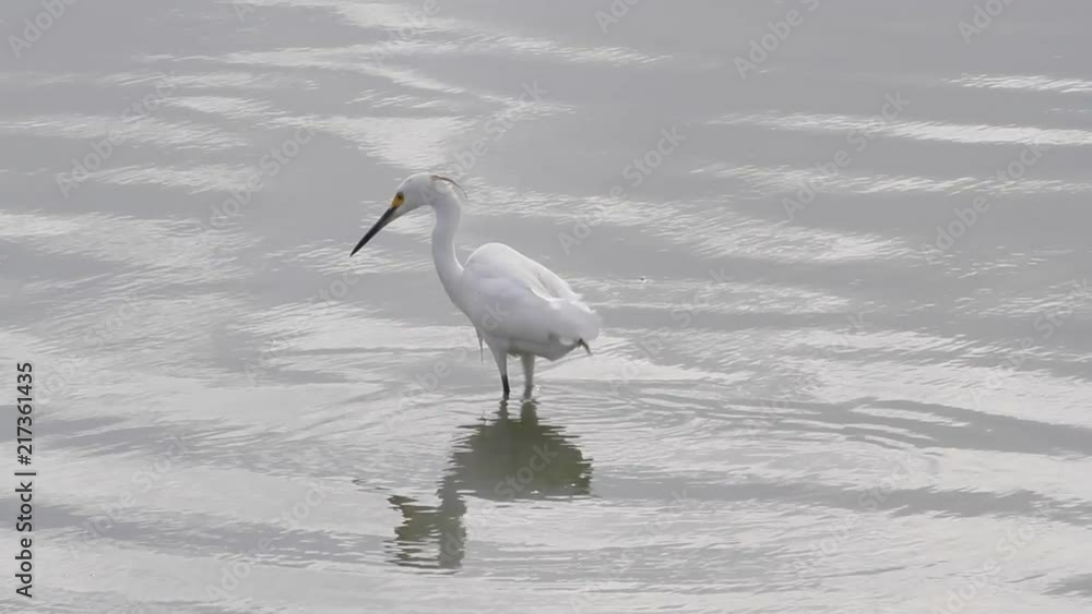 Water birds (snowy egret) in the wild marching around on a pond on the caribbean island of Antigua Water birds (snowy egret) in the wild marching around on a pond on the caribbean island of Antigua