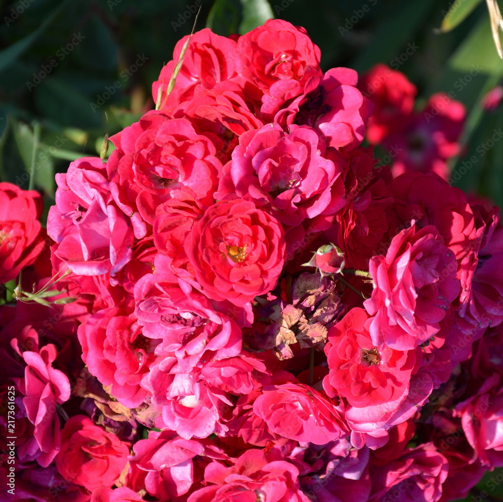 Rose. Nice flowers in the garden in midsummer, in a sunny day. Green landscape