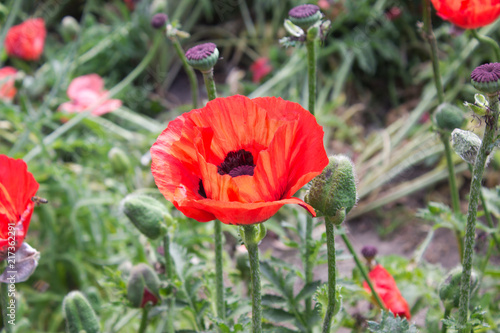 Fototapeta Naklejka Na Ścianę i Meble -  Poppy Flower 