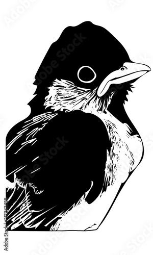 Cropped Chick