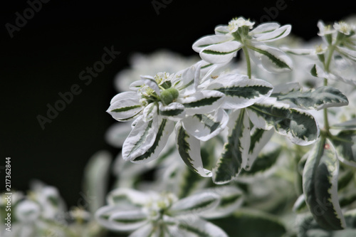 Wild Flowers