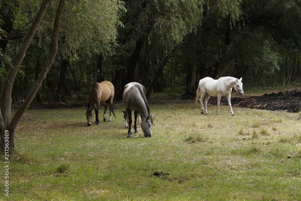 Caballos