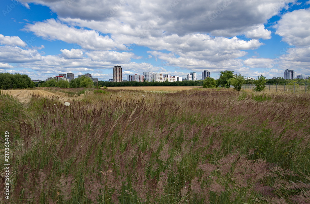 Sommerwiese in Großziethen, im Hintergrund Berlin