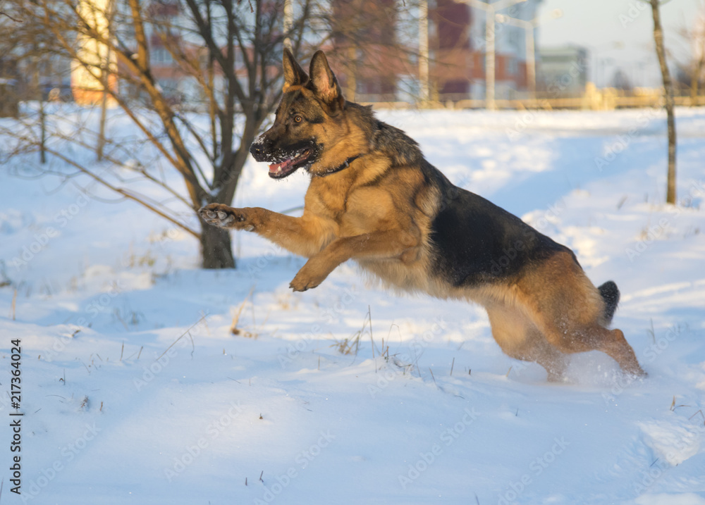 German shepherd in the winter park