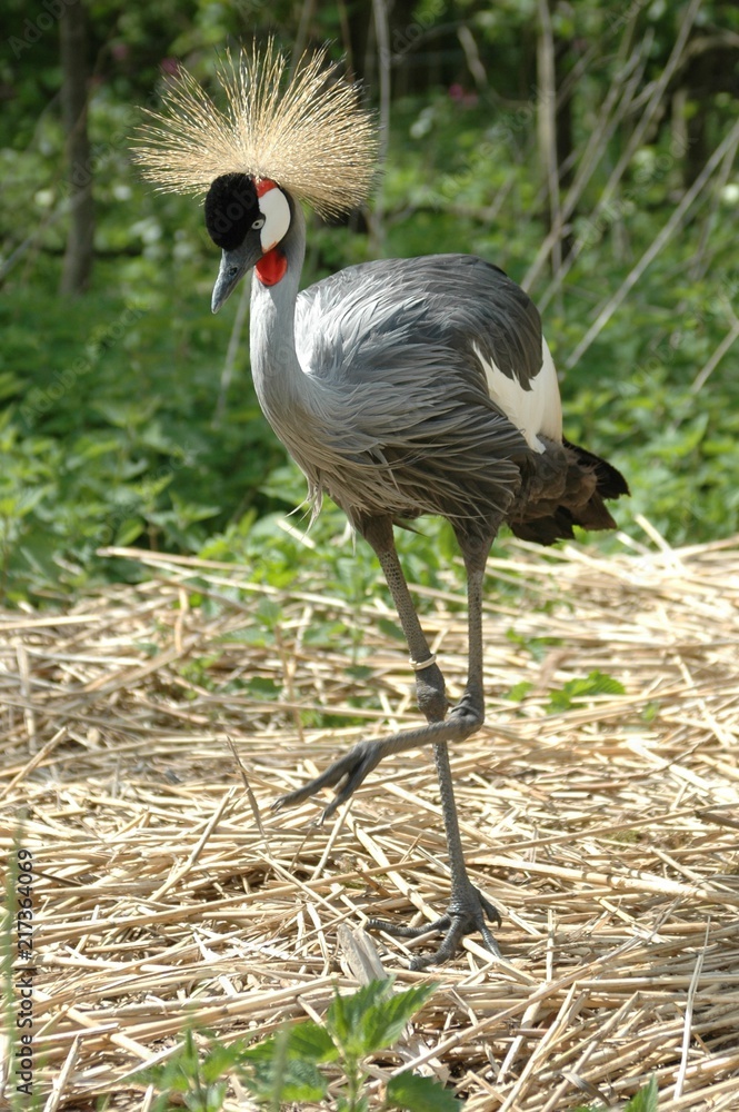 Fototapeta premium Grey necked crowned crane