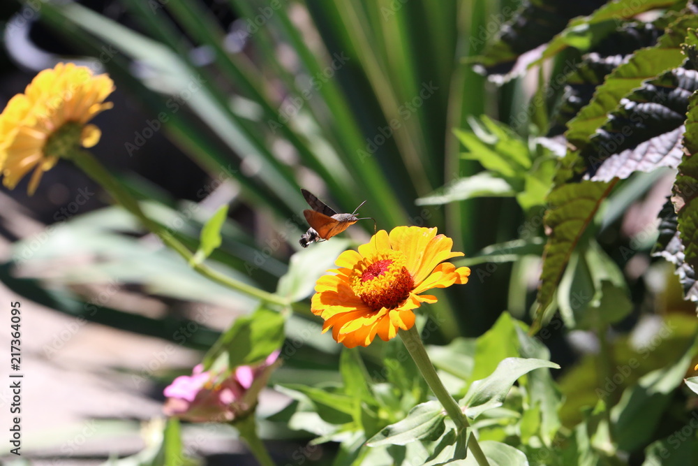 Hummingbird hawk-moth / Butterfly sits on a flower Hummingbird hawk-moth / Butterfly sits on a flower