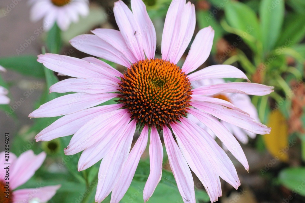 Echinacea (Coneflower) Echinacea (Coneflower)